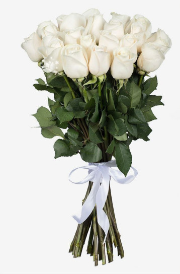 25 hvide roser